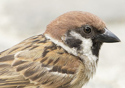 fot. Wikimedia Commons