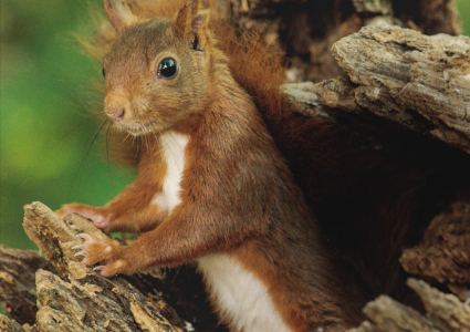 fot. materiały dystrybutora